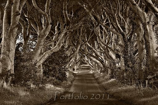 dark hedges 2.jpg